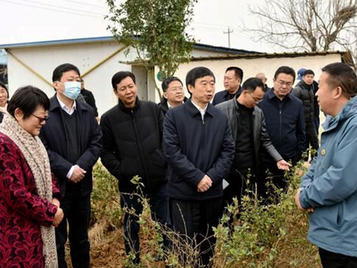 Qiao Xinjiang inspected Fusen Group's honeysuckle base